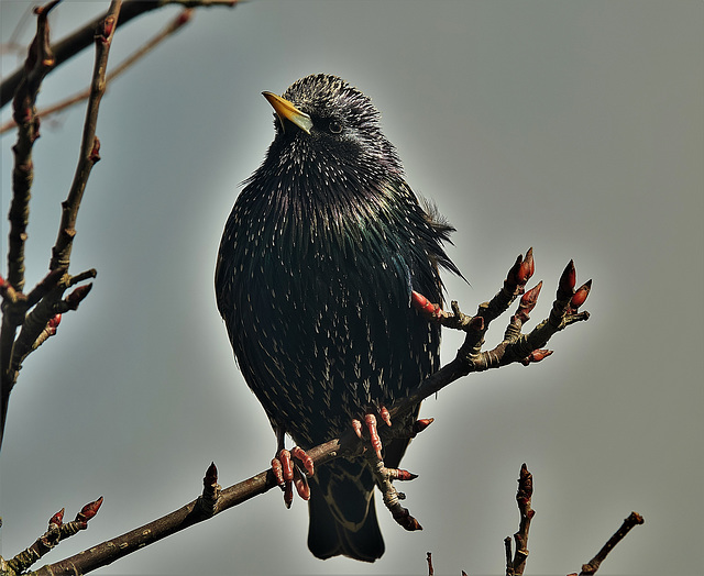 Sparkling Starling!