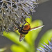 20210726 2029CPw [D~LIP] Hornissen-Schwebfliege (Volucella zonaria), Bad Salzuflen