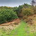 a track to the moors from Crowden station