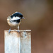 Coal tit