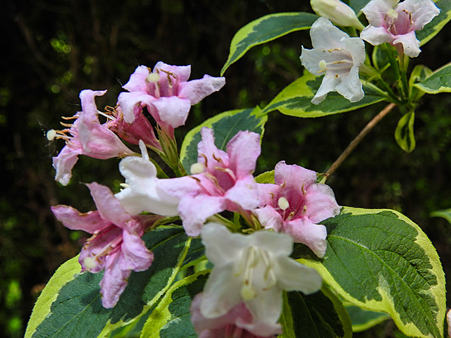 20220522 1100CPw [D~LIP] Glockenstrauch (Weigela florida 'Nana Verigata'), Bad Salzuflen