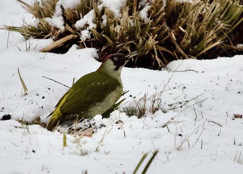 Grünspecht auf Futtersuche im Garten