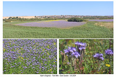 Viper's Bugloss Tide Mills 5 8 2024