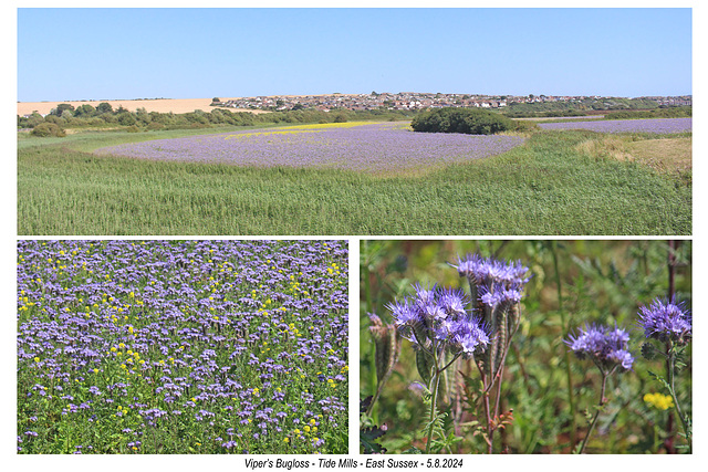 Viper's Bugloss Tide Mills 5 8 2024