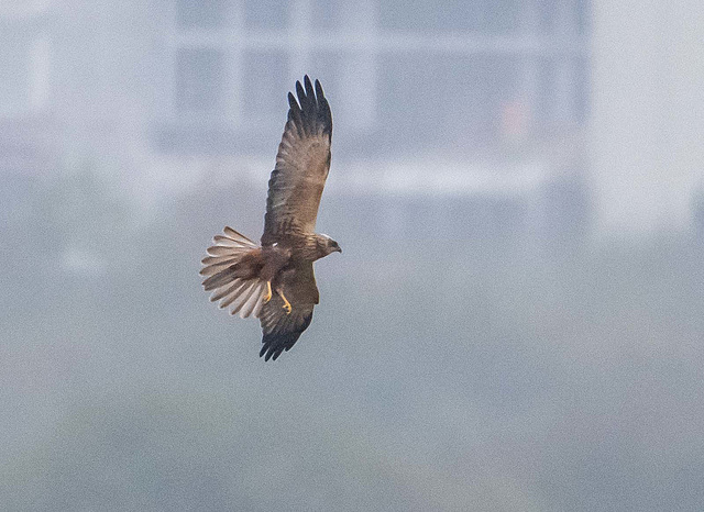 Marsh harrier