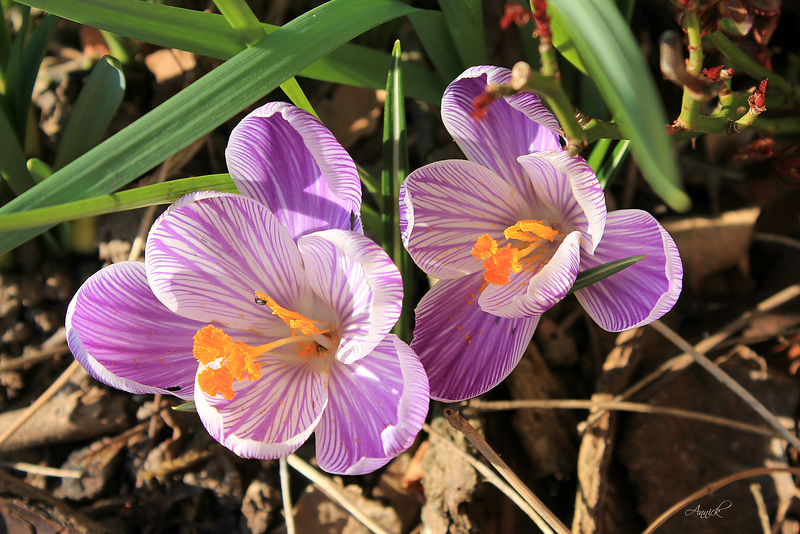 For you my friends