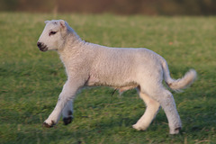 Lambs at Moorfield