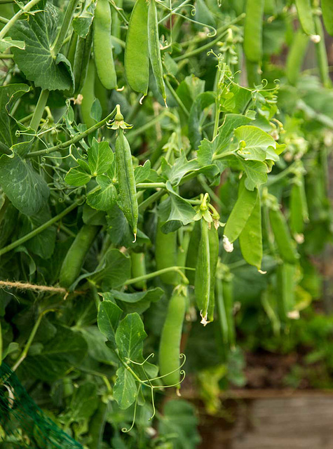 The peas are ready!