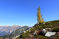 Larch at Maple Pass