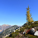 Larch at Maple Pass