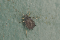 EF7A8225aphid