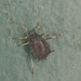 EF7A8225aphid