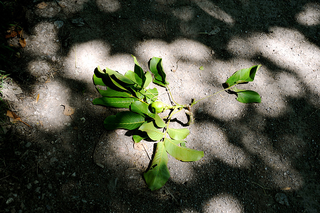 Dappled Light