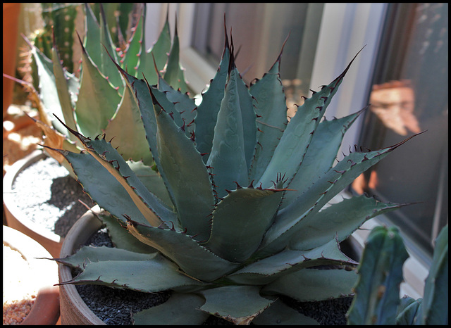 Agave parryi