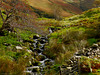 Rowans in Rannerdale