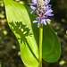 20210726 2033CPw [D~LIP] Herzblättriges Hechtkraut (Pontederia cordata), Bad Salzuflen