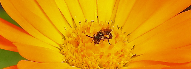 20210830 2621CPw [D~LIP] Ringelblume (Calendula officinalis), Insekt, Bad Salzuflen