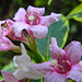 20220522 1101CPw [D~LIP] Glockenstrauch (Weigela florida 'Nana Verigata'), Bad Salzuflen