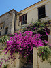 Alte Gebäude und neu blühende Sträucher, in der Altstadt von Rhodos