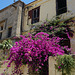 Alte Gebäude und neu blühende Sträucher, in der Altstadt von Rhodos