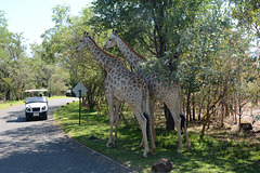 Zambia, Two Giraffes Greet the Guests of the Royal Livingstone Hotel