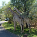 Zambia, Two Giraffes Greet the Guests of the Royal Livingstone Hotel