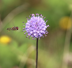 Schwebende Schwebfliege