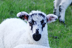 Lambs at Moorfield