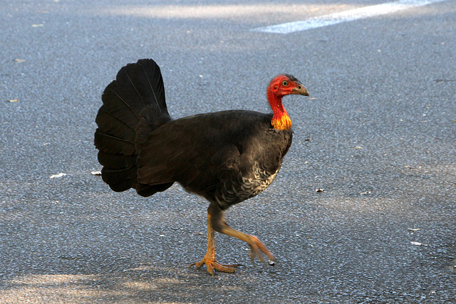 Brush Turkey