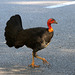 Brush Turkey