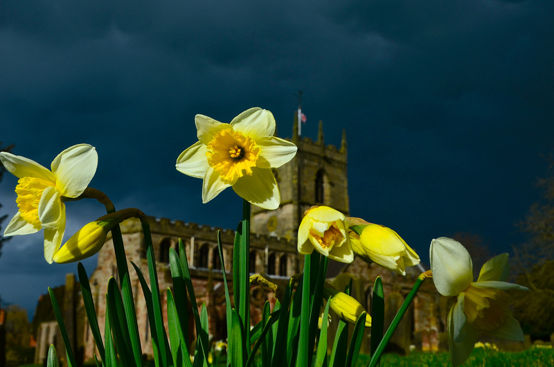 Spring daffodils