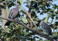 EOS 6D Peter Harriman 17 19 27 01924 Pigeons dpp