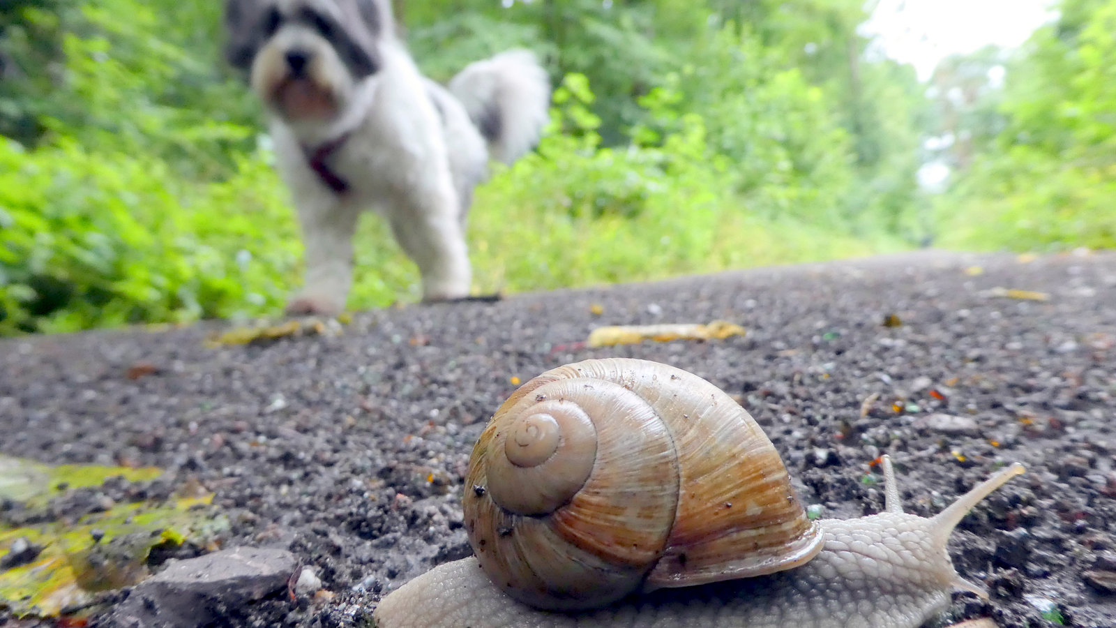 Weinbergschnecke und Lena