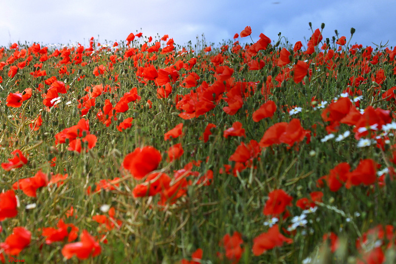 Coquelicots