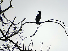 The cormorant