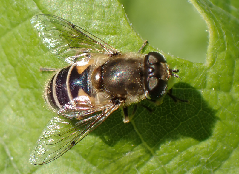 P9130406Hoverfly