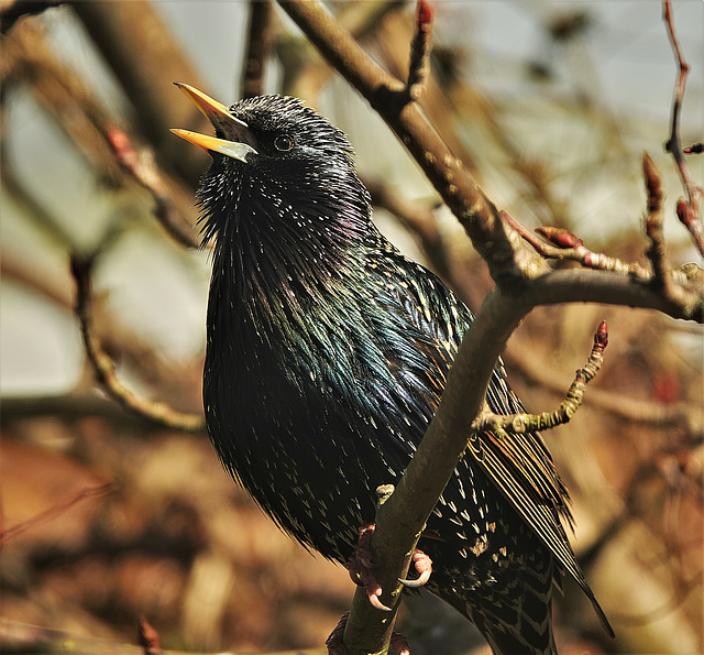 Sparkling Starling!