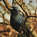 Sparkling Starling!