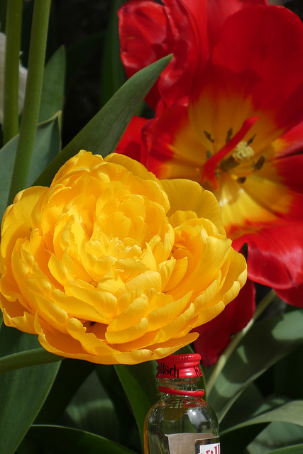 Tulipa Killepitschensis