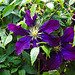 20220522 1102CPw [D~LIP] Waldrebe (Clematis), Bad Salzuflen