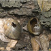 IMG 9975 Snail Shells