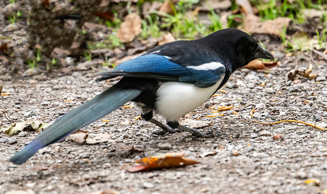 Magpie