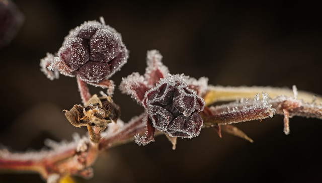 Die Frostkristalle haben sich sehr schön drübergelegt :)) The frost crystals lay down very nicely :)) Les cristaux de givre se déposent très bien :))