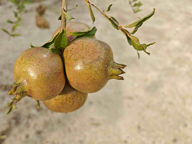 Larnaca  -  Pomegranates