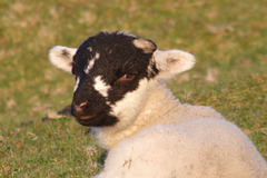 Lambs at Moorfield