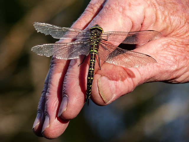 Darner dragonfly sp.