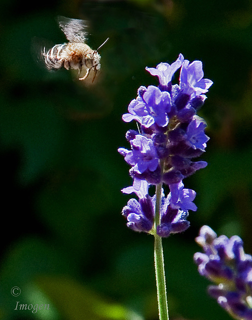 Bee in Flight