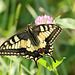 Un  Machaon (Papilio machaon)