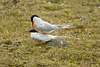 Sterna paradisaea, Andorinha do Ártico, Vatnajökull , Jökulsárlón   DSC2958