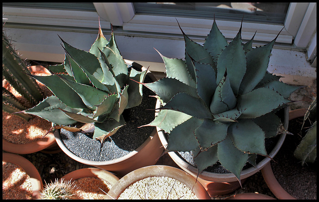 Agave parryi